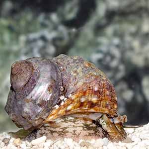 best snails for marine aquarium