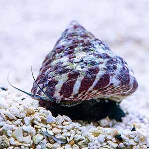 best snails for saltwater aquarium