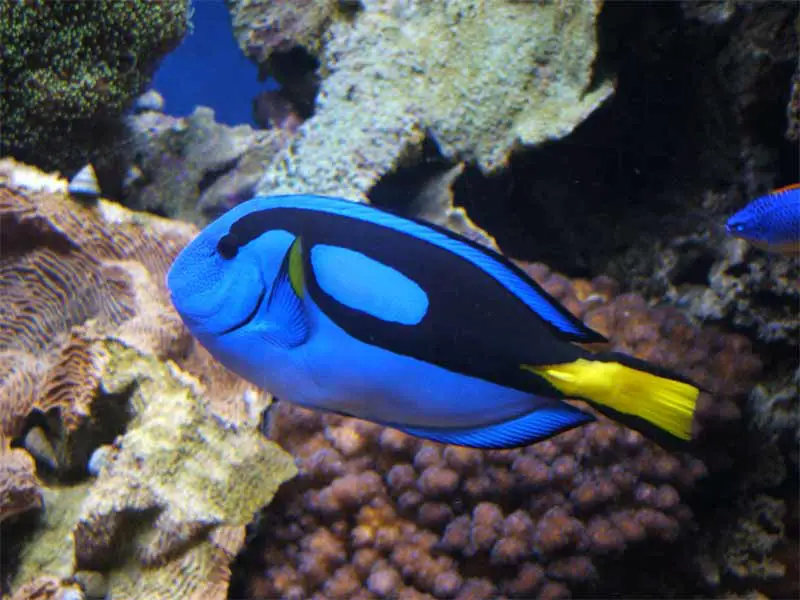 caring for the blue tang