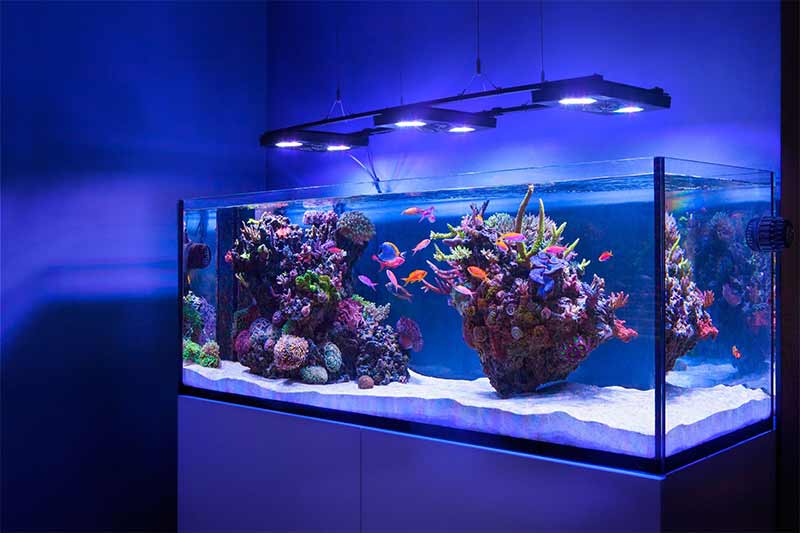how to buy a new aquarium