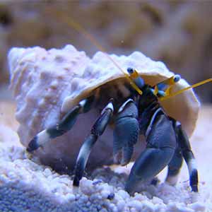 Left Handed Zebra Hermit Crab