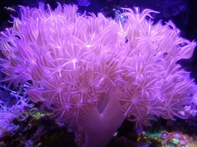 Best Hardy & Easy Beginner Corals - Mushrooms, Polyps, & Leathers