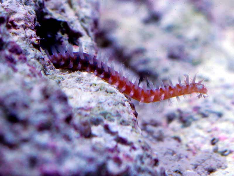 how to get rid of bristle worms