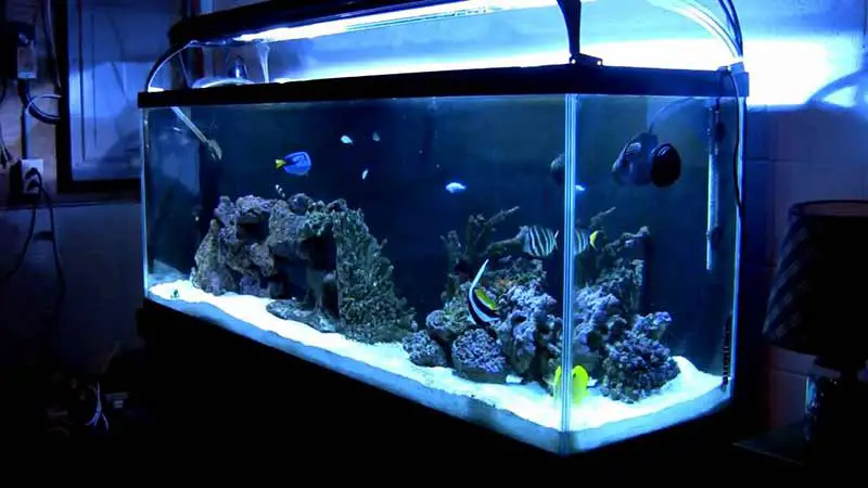 saltwater aquarium kit for beginners