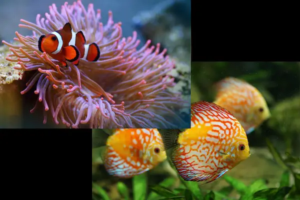 Saltwater-vs-Freshwater-Aquarium-for-Beginners