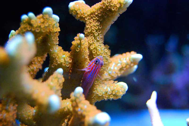 how to cycle a saltwater tank faster