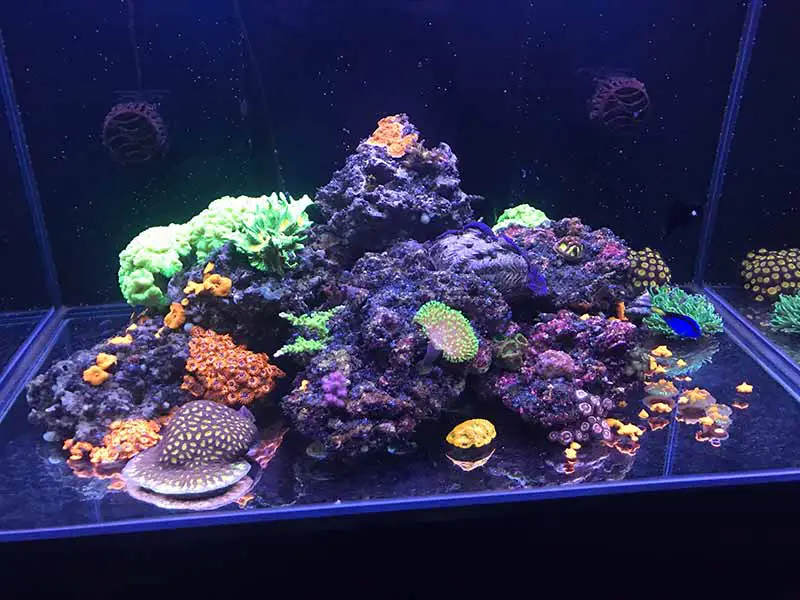 Bare Bottom Reef Tank