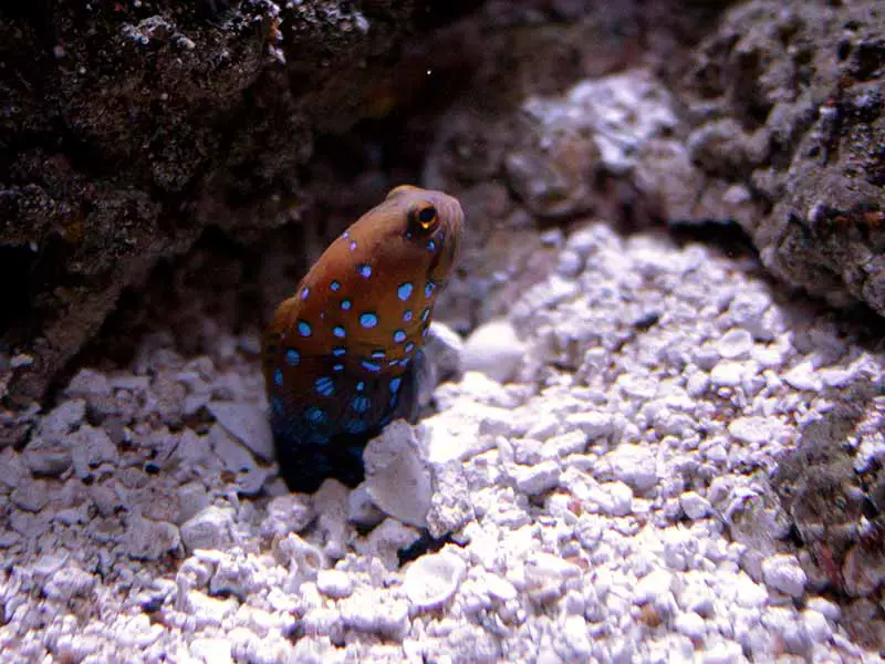 blue spotted jawfish