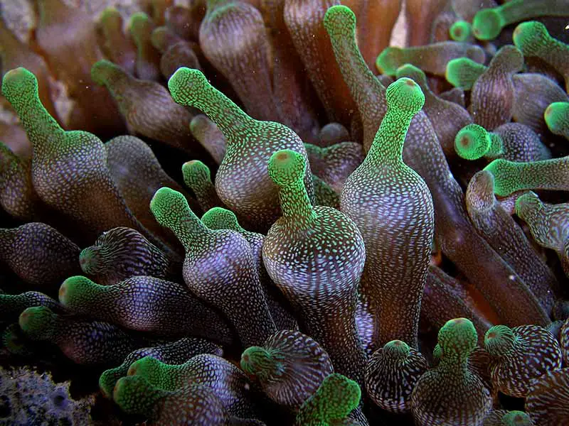Bubble Tip Anemone Care