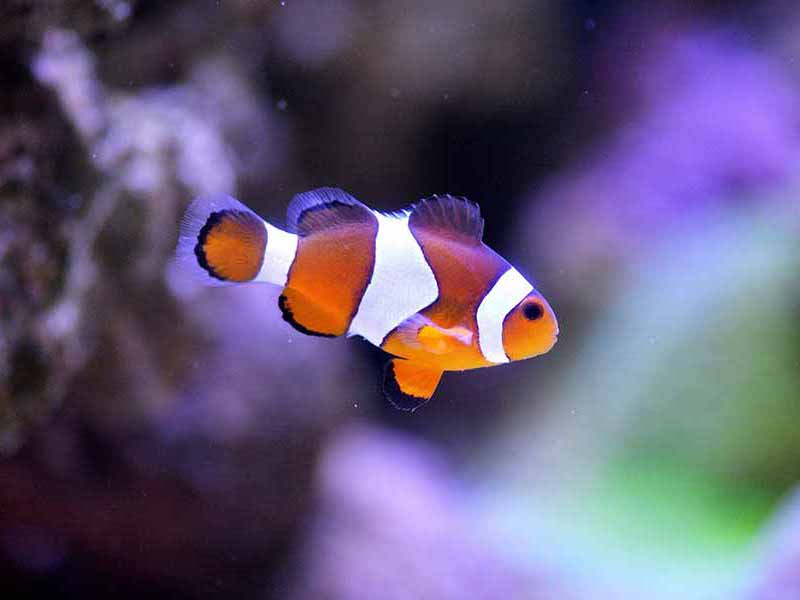 clownfish