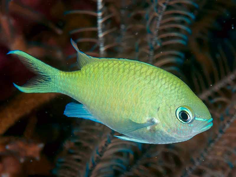 green chromis