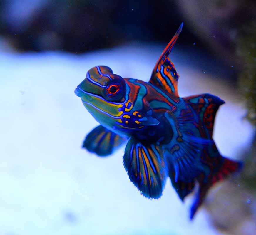how to acclimate saltwater fish