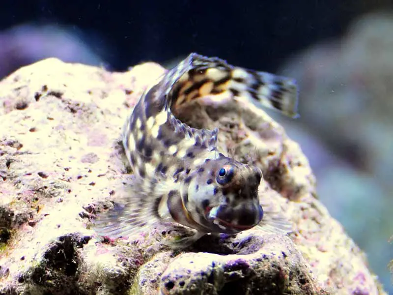 lawnmower blenny