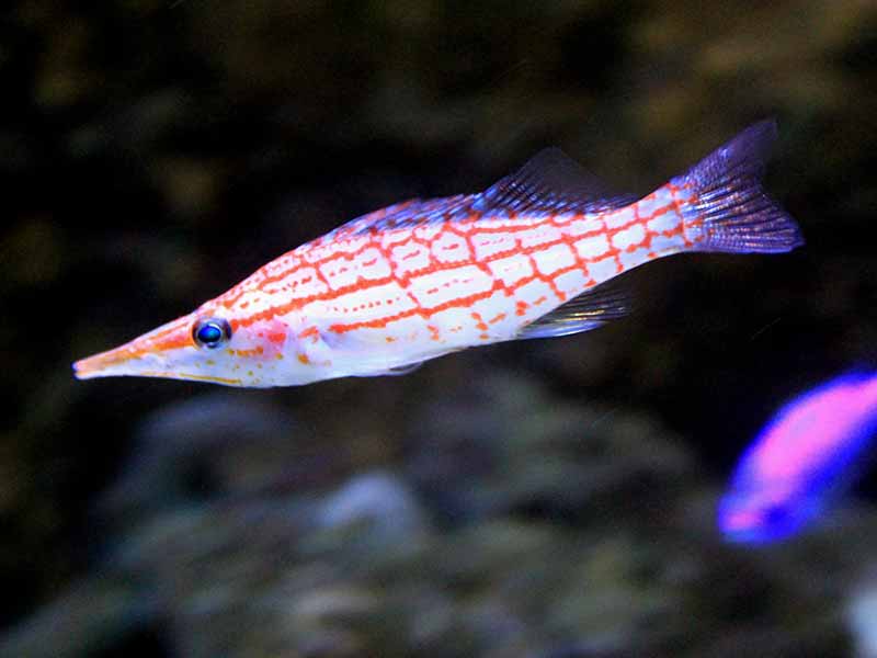 longnose hawkfish