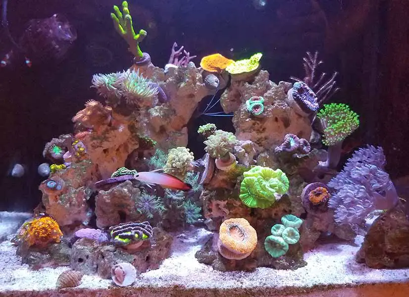 nano reef tank for beginners