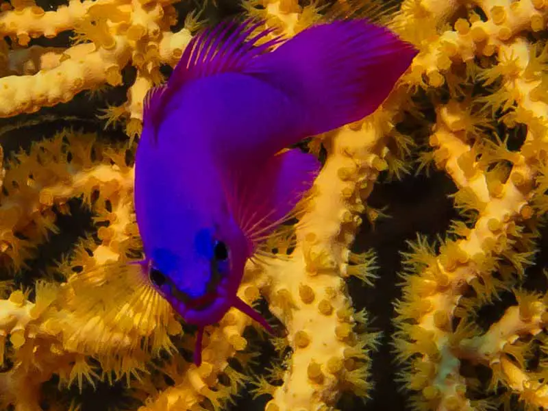 orchid dottyback