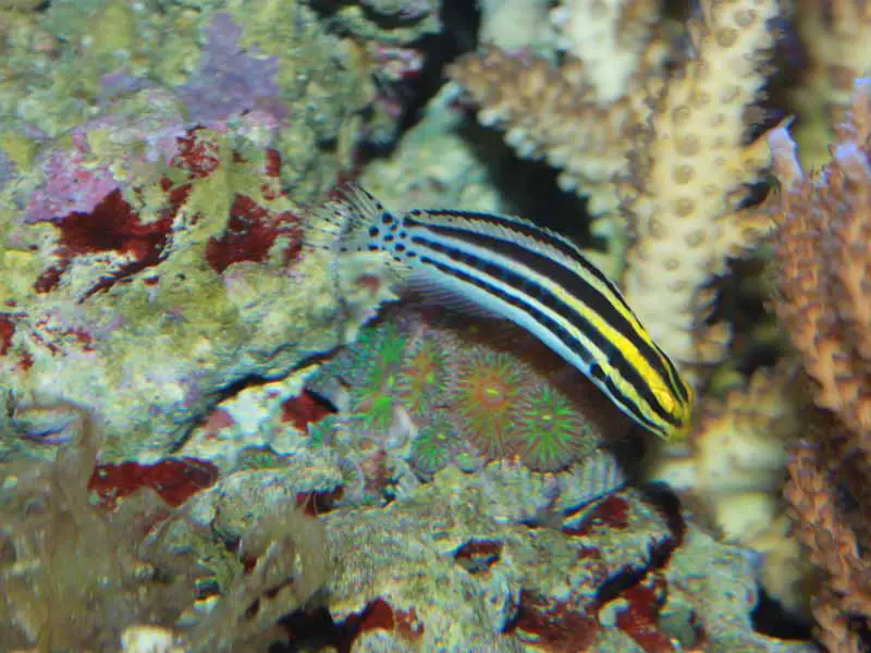 striped blenny