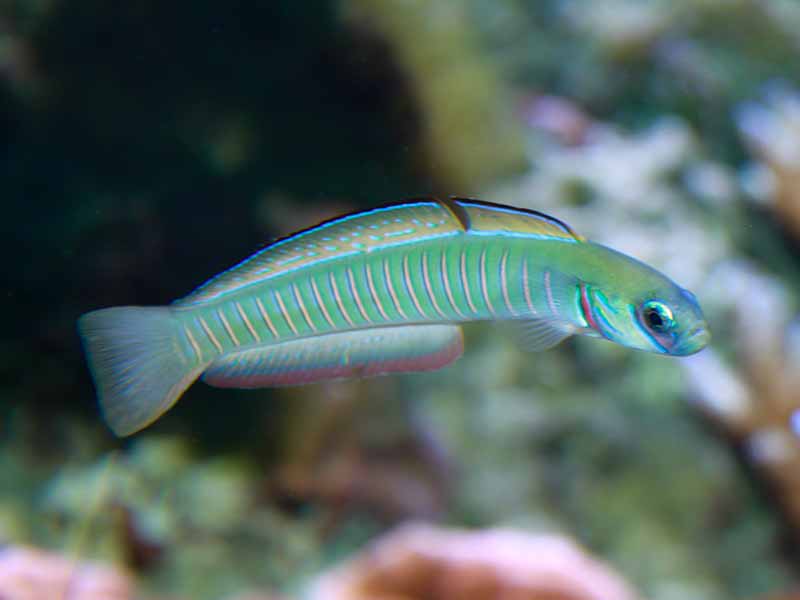 zebra barred dartfish