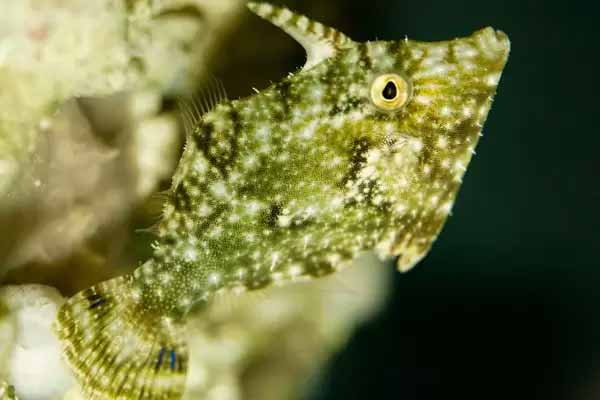 bristle tail filefish