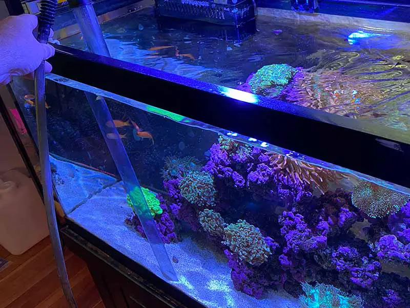 saltwater aquarium maintenance