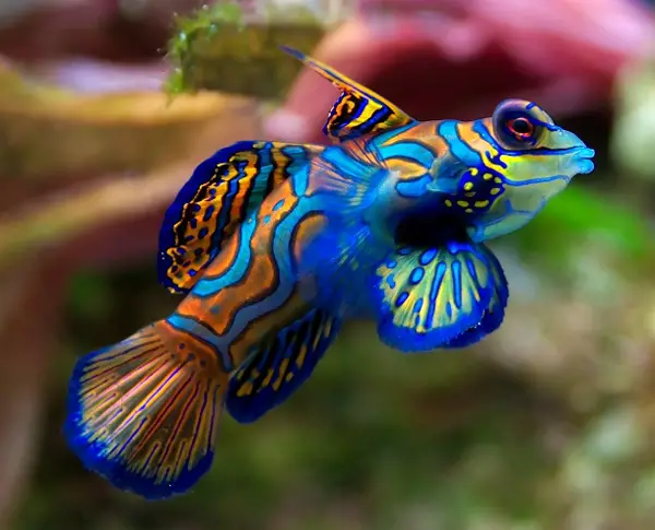 Mandarin Goby dragonette