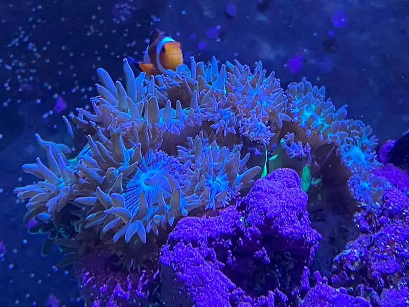duncan coral