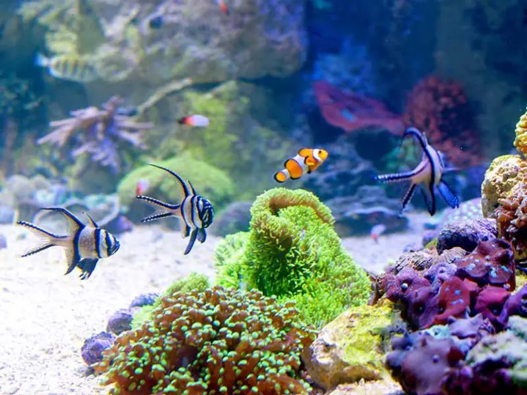 Reef Tank Calcium Level - Reef Tank Resource