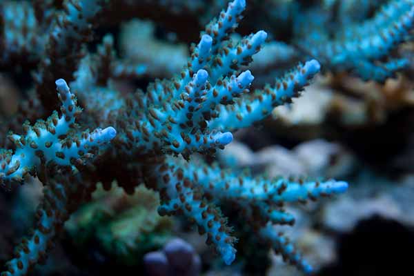 sps corals - acropora