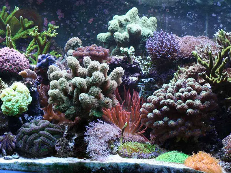 coral only tank