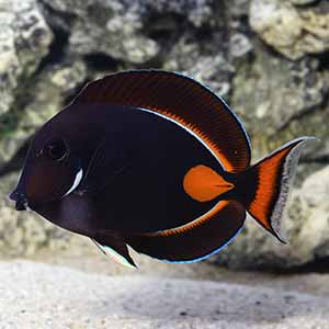 Achilles Tang