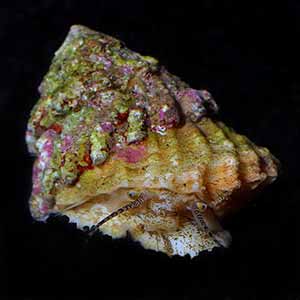 Astraea snail