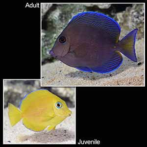 Atlantic Blue Tang