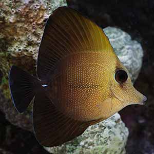 brown scopus tang