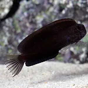 combtooth blenny