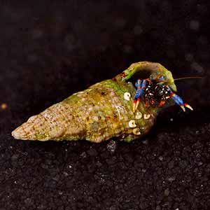 dwarf blue leg hermit crab.jpg