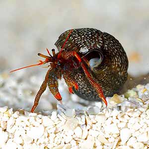 dwarf red tip hermit crab