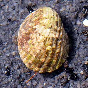 nerite snail