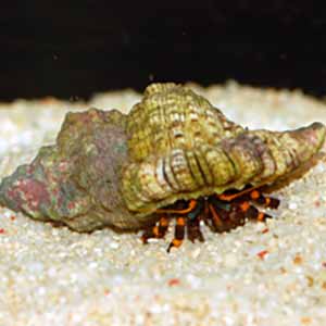 orange knuckle hermit crab