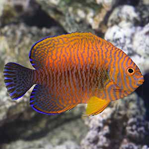 potter's angelfish