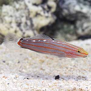 rainford's goby