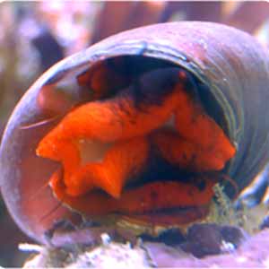 red foot snail