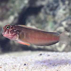 redlip blenny