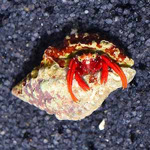 scarlet reef hermit crab