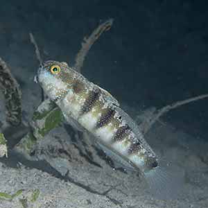 Sphinx Goby