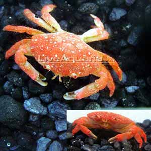 strawberry crab